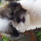 Coco Lee