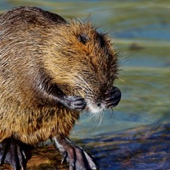 World‘s Worst Poet