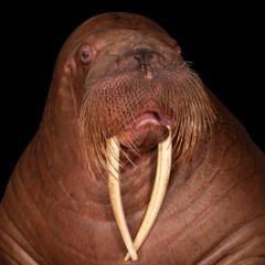 respect the walrus667