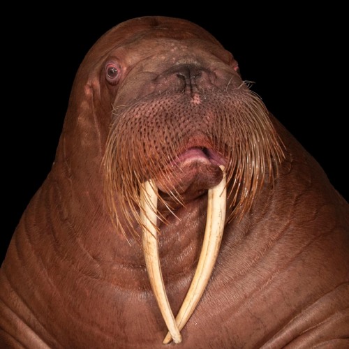 respect the walrus667’s avatar