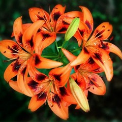 TigerLily