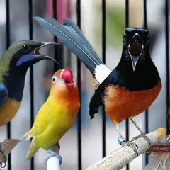 Masteran Burung - Gereja Tarung Betina Gacor Nyerecet Rapat