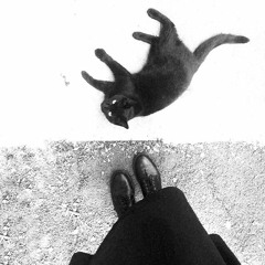 MokMeow