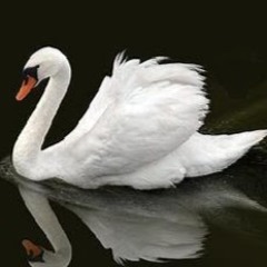 shamli swan