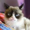 Grumpy Cat