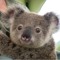 Koala Bear123