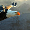 Eagle Eye