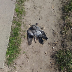 Няма Бележка