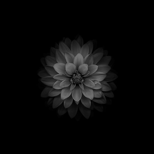 Darkflower’s avatar