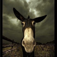 SickDonkey
