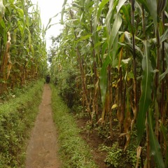 Impredecible Pop Band