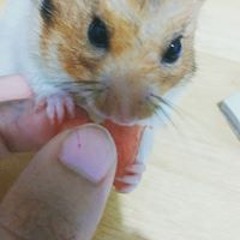 mimie