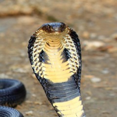 Queen Cobra