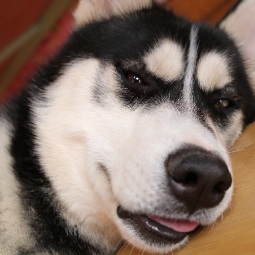 翁立友-行棋（原版）