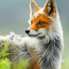 Foxy