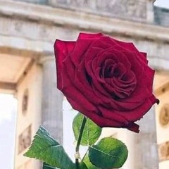 عبود