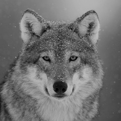 ScarWolfEpic