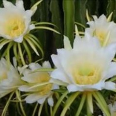 rauf baloch