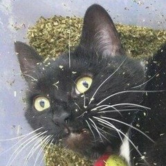 Soberly Challenged Cat