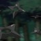 SHURIKEN