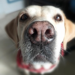 Diego