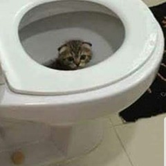 toiletbowlkitten