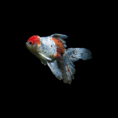 goldfish