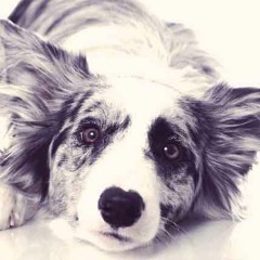 Terra WiseDog