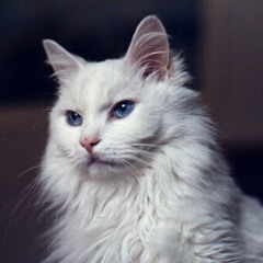 Agne G