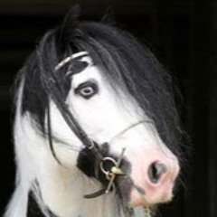 horsesrock201