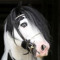 horsesrock201