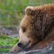 sleepybear