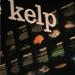 Kelp