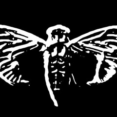 Cicada