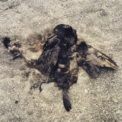 Dead Raven and the Sea