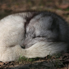 Nik Kroshka