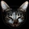 Katze