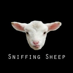Sniffing Sheep