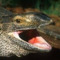 Decayed lizard