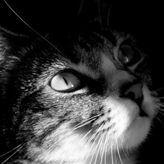 LucyFlore