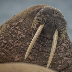 Walrus