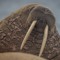 Walrus