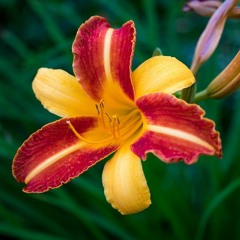 Daylilly
