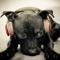 DJ red D