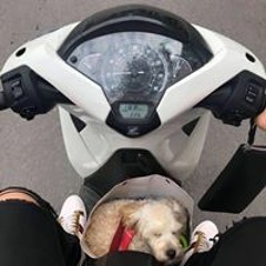 Vỹ Gia Vũ