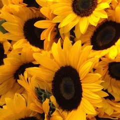 sunflower_boi