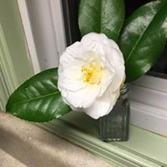 Kathleen Warnalis Fogarty