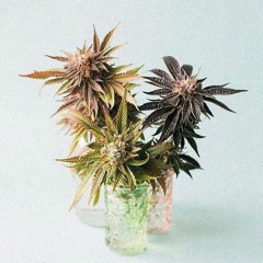 Young Noize Smoke 420