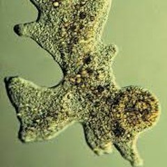 Amoeba From Andromeda
