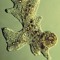 Amoeba From Andromeda